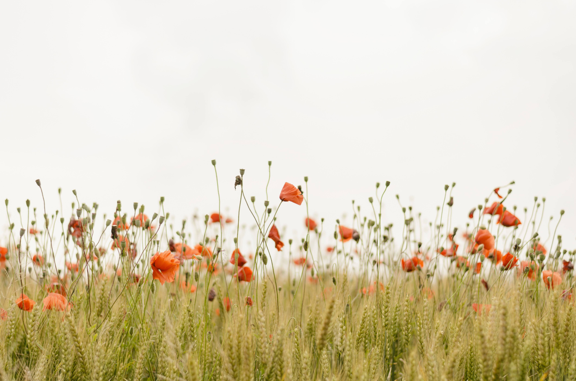 Orange Flowers Photo
